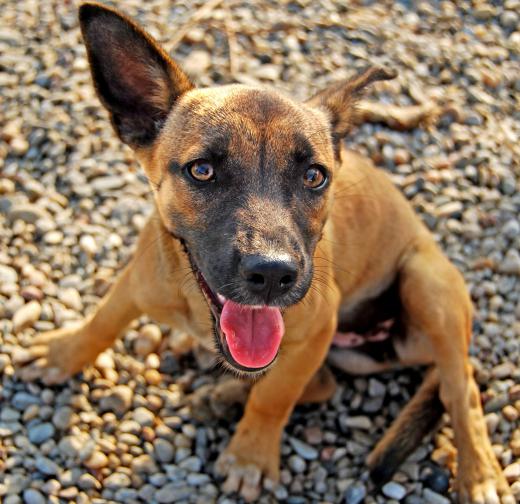 A stray animal may be described as "being in the wars".
