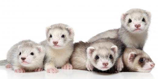 Referring to a group of ferrets, a "busyness" is a collective noun.