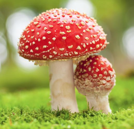 "Soma" might refer to a psychotropic substance, like the Amanita muscaria mushroom.