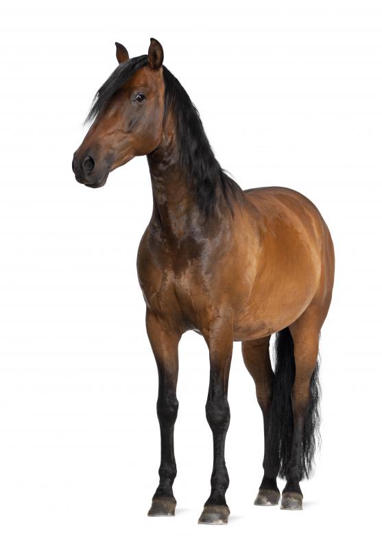 What Does It Mean to Say "Hay Is for Horses"? (with pictures)