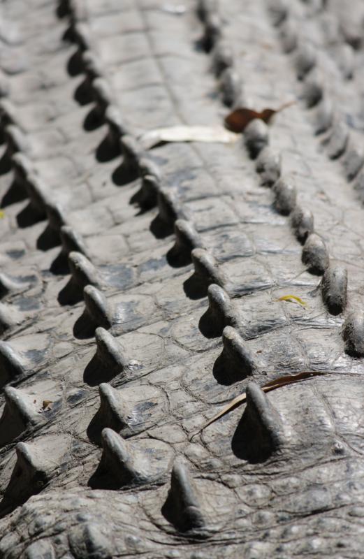 Some believe that the leviathan was a crocodile.