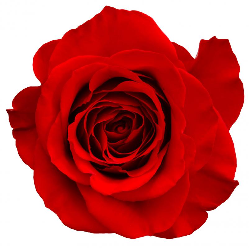 What Is the Function of Metaphor in Literature? (with pictures)