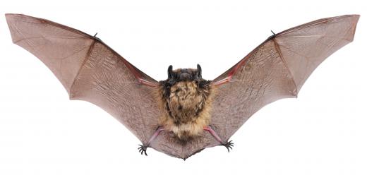 Vampires are said to be capable of turning into bats.