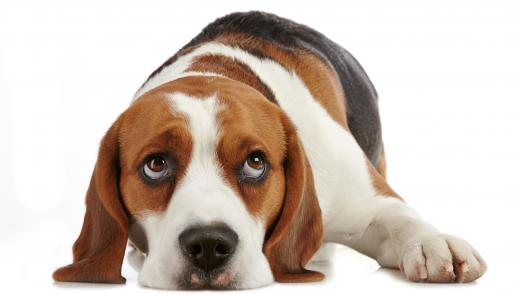 The sentence "A beagle is a breed of dog," contains three nouns: "beagle," "breed" and "dog."