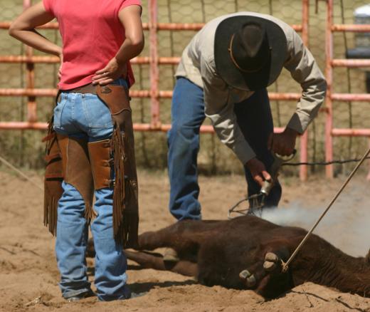 Sam Maverick refused to brand his cattle.