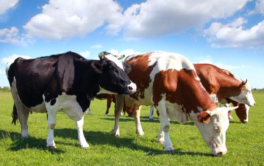 In trying t to settle the western frontier, American farmers needed their cattle to survive long treks.