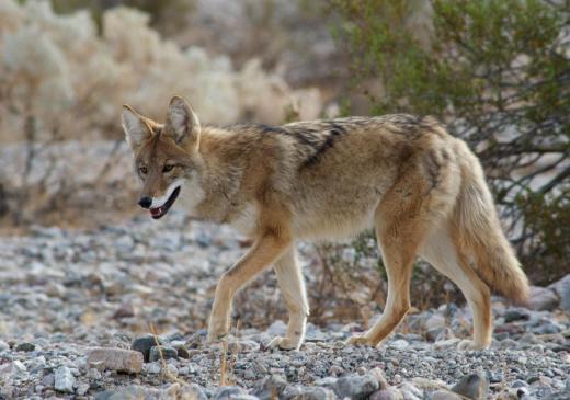 Tricksters like Coyote may steal fire in the legends of many Native American groups.