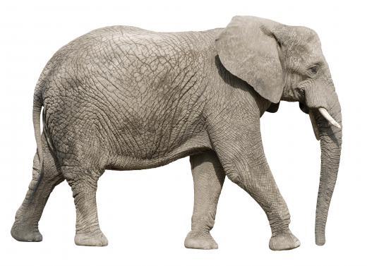 An actual elephant, the inspiration for the term "elephant in the living room.".