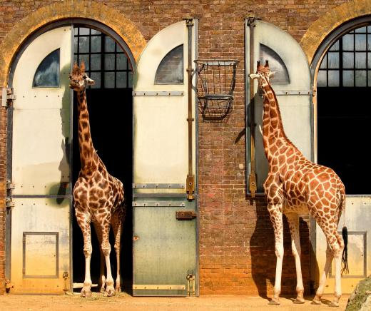 Animal poetry might connect a giraffe's silence to a person's.