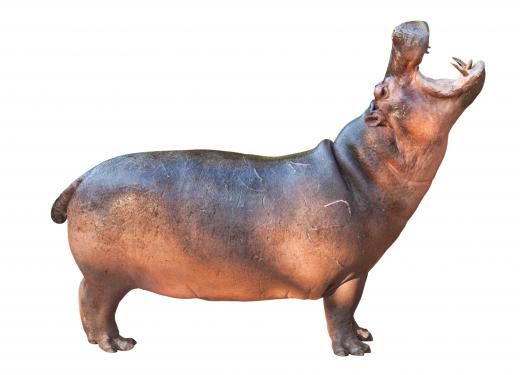 "Hippopotami" can be used as a plural of hippopotamus.