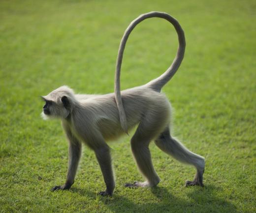 The monkey is a classic trickster character in many African mythologies.