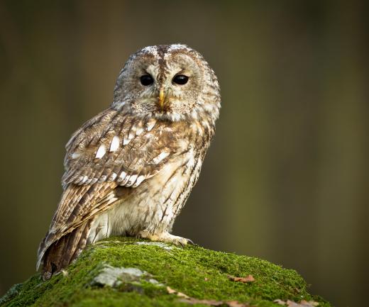 An owl is one of the symbols on an alethiometer in "His Dark Materials."