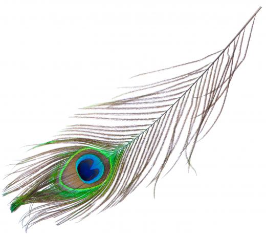 Peacock feathers are considered bad luck in the theater.