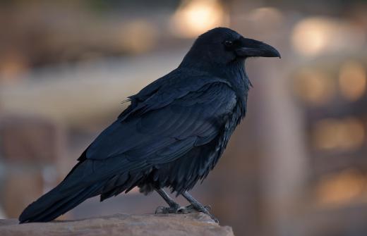 The passing of a raven holds meaning in animal medicine.