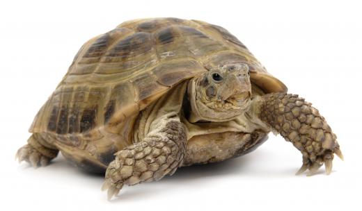 Tortoises play a role in Chinese mythology.